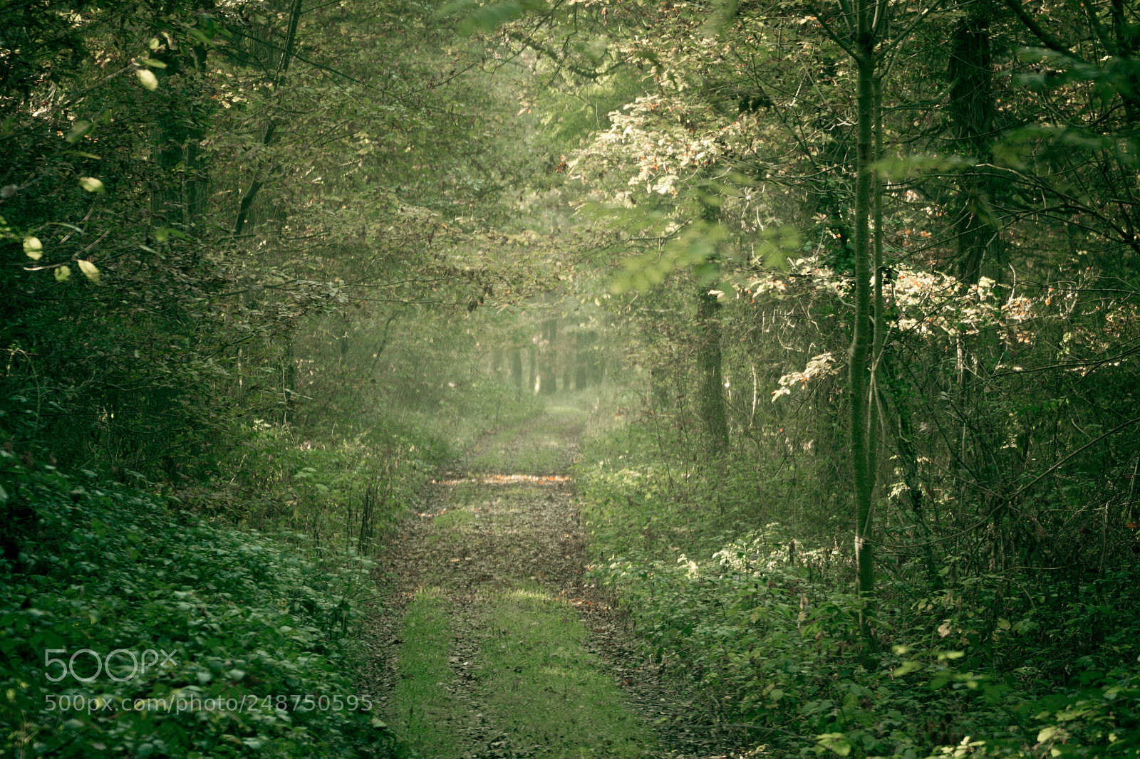 Nikon D3100 sample photo. Balade en foret photography