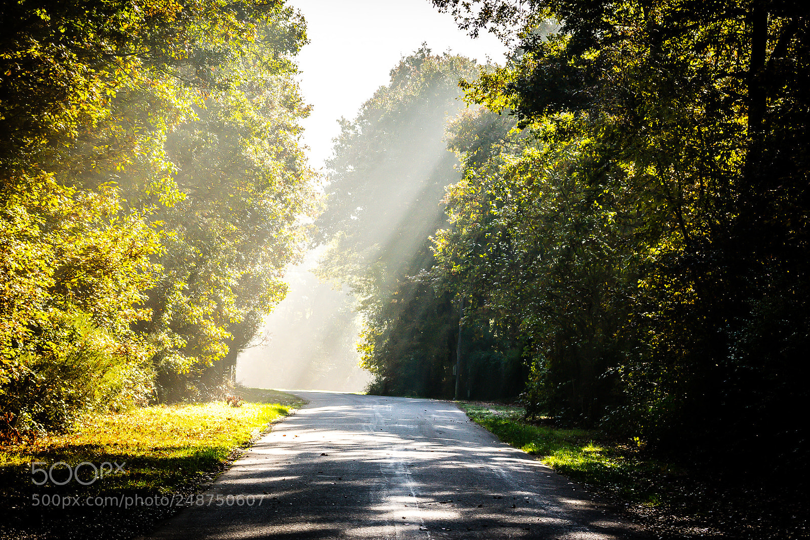 Nikon D3100 sample photo. Balade en foret photography