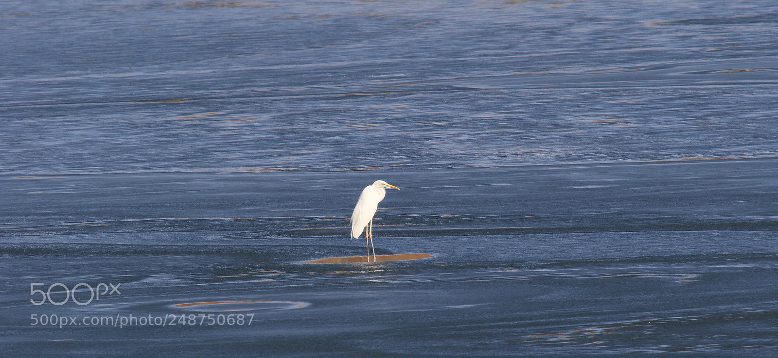 Canon EOS 7D Mark II sample photo. Silberreiher photography