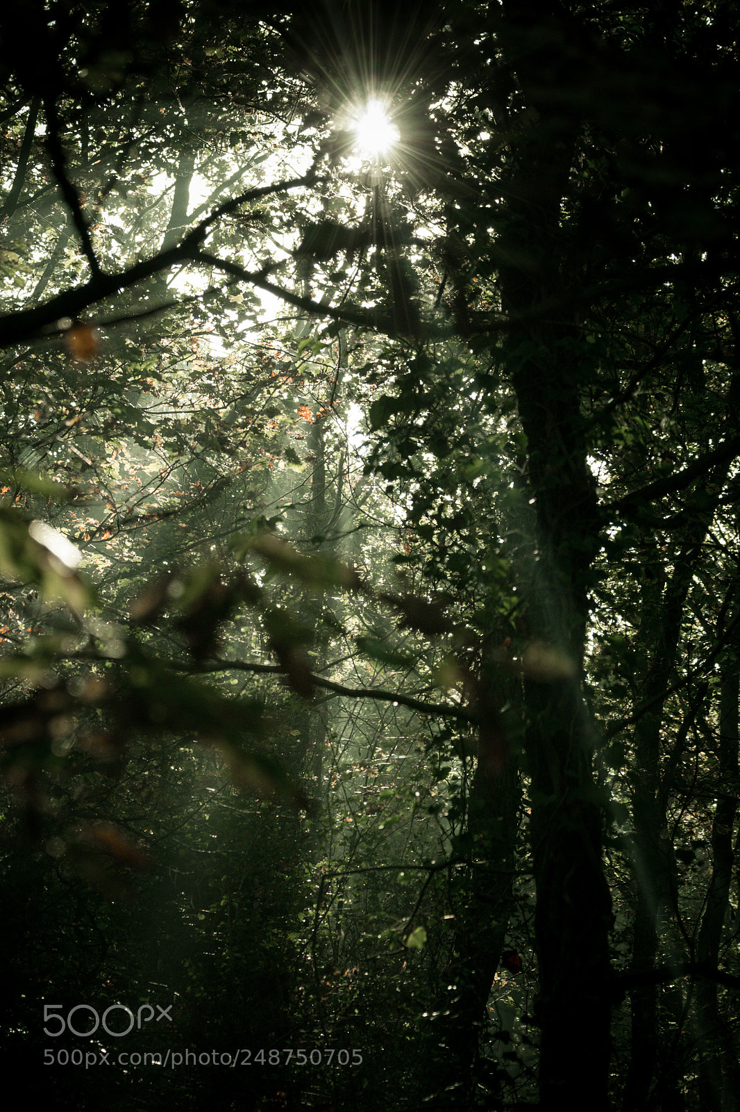 Nikon D3100 sample photo. Balade en foret photography