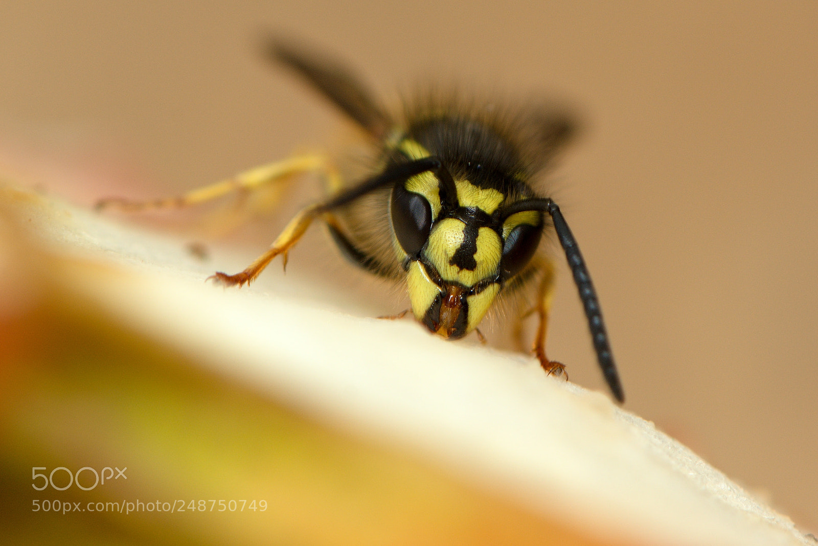 Nikon D7100 sample photo. Wasp photography