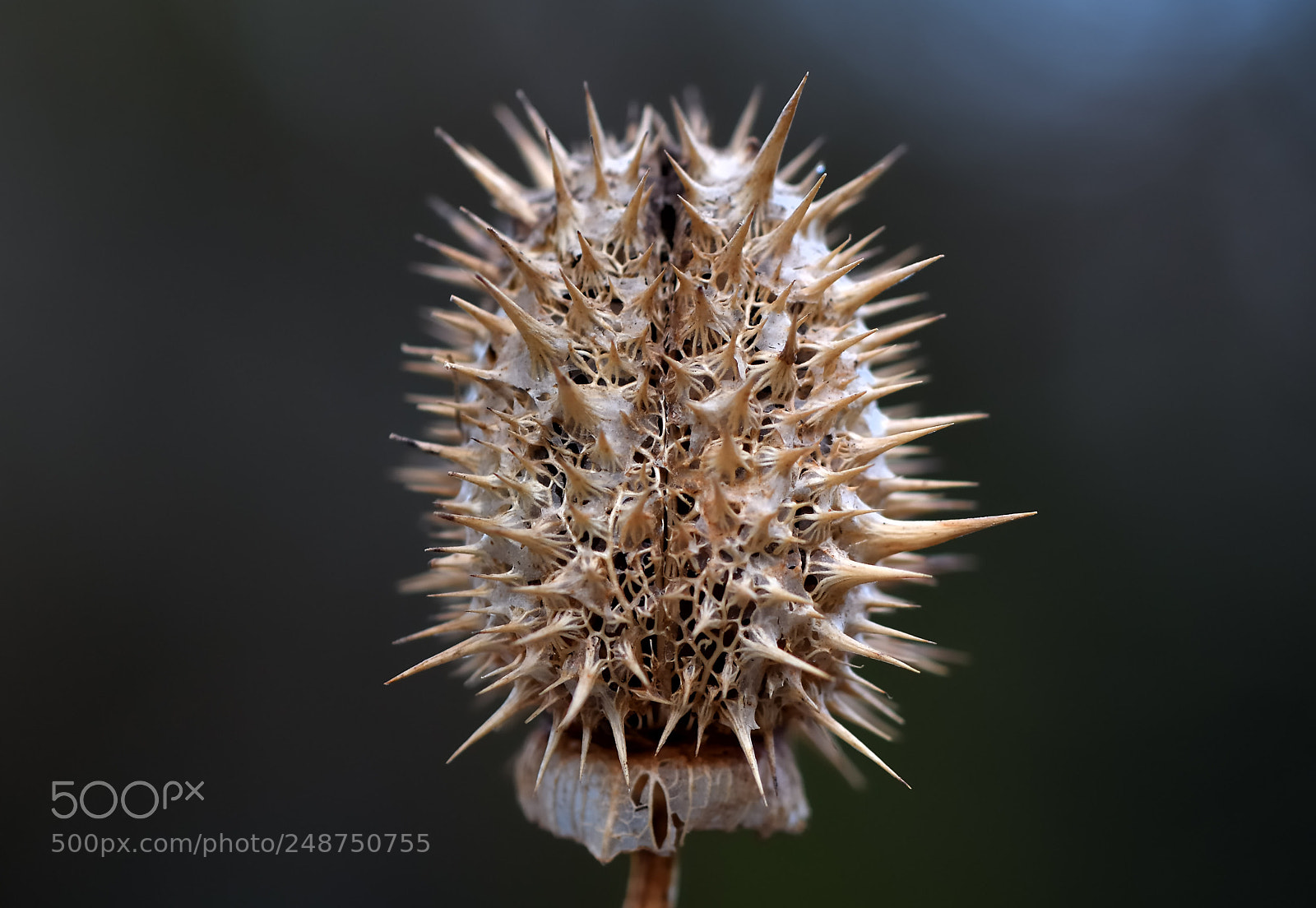 Nikon D7000 sample photo. Thistle seed in spring photography