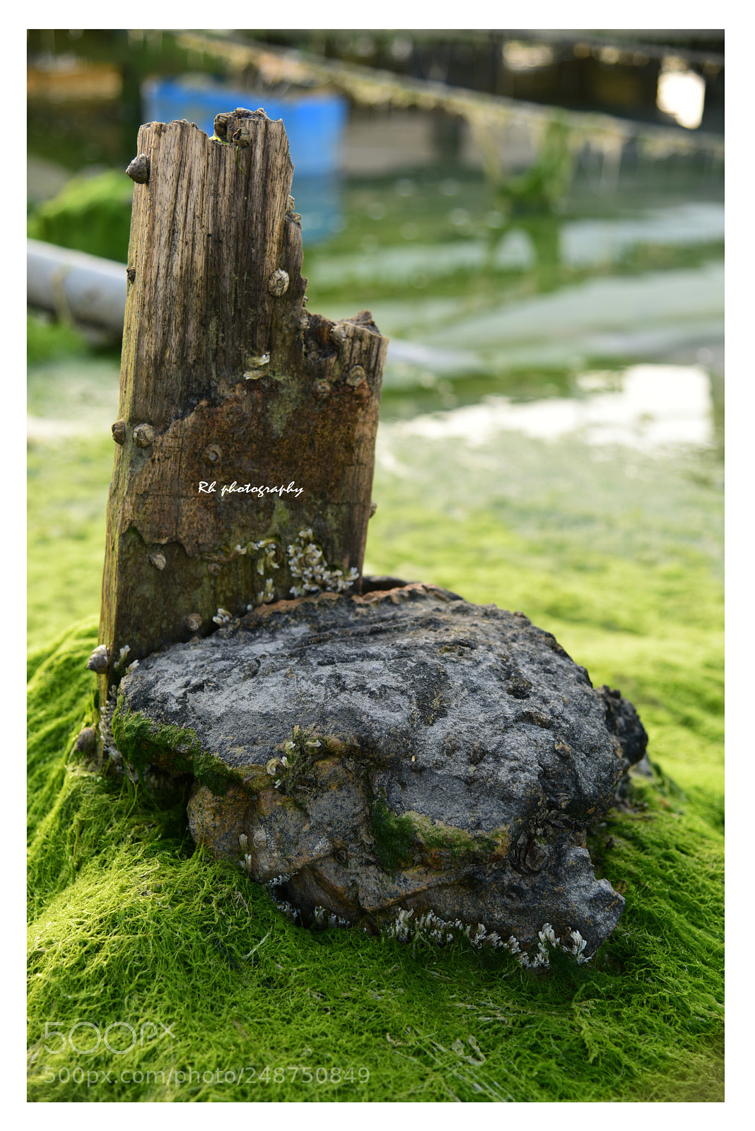 Nikon D810 sample photo. Sea algae photography
