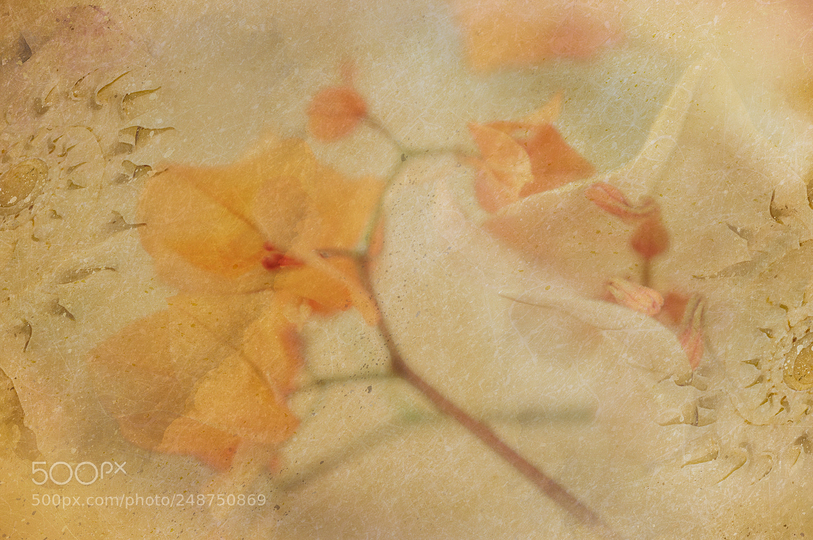 Nikon D90 sample photo. Textured bougainvillea photography