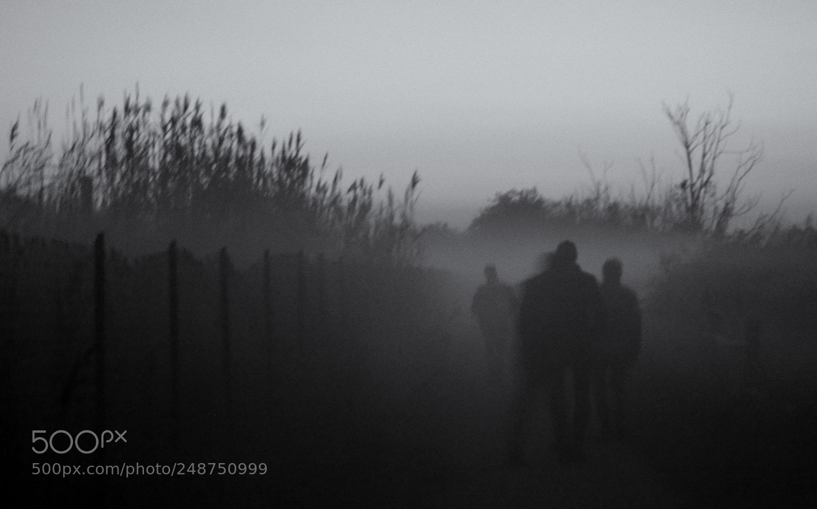Nikon D3100 sample photo. Nella nebbia... photography