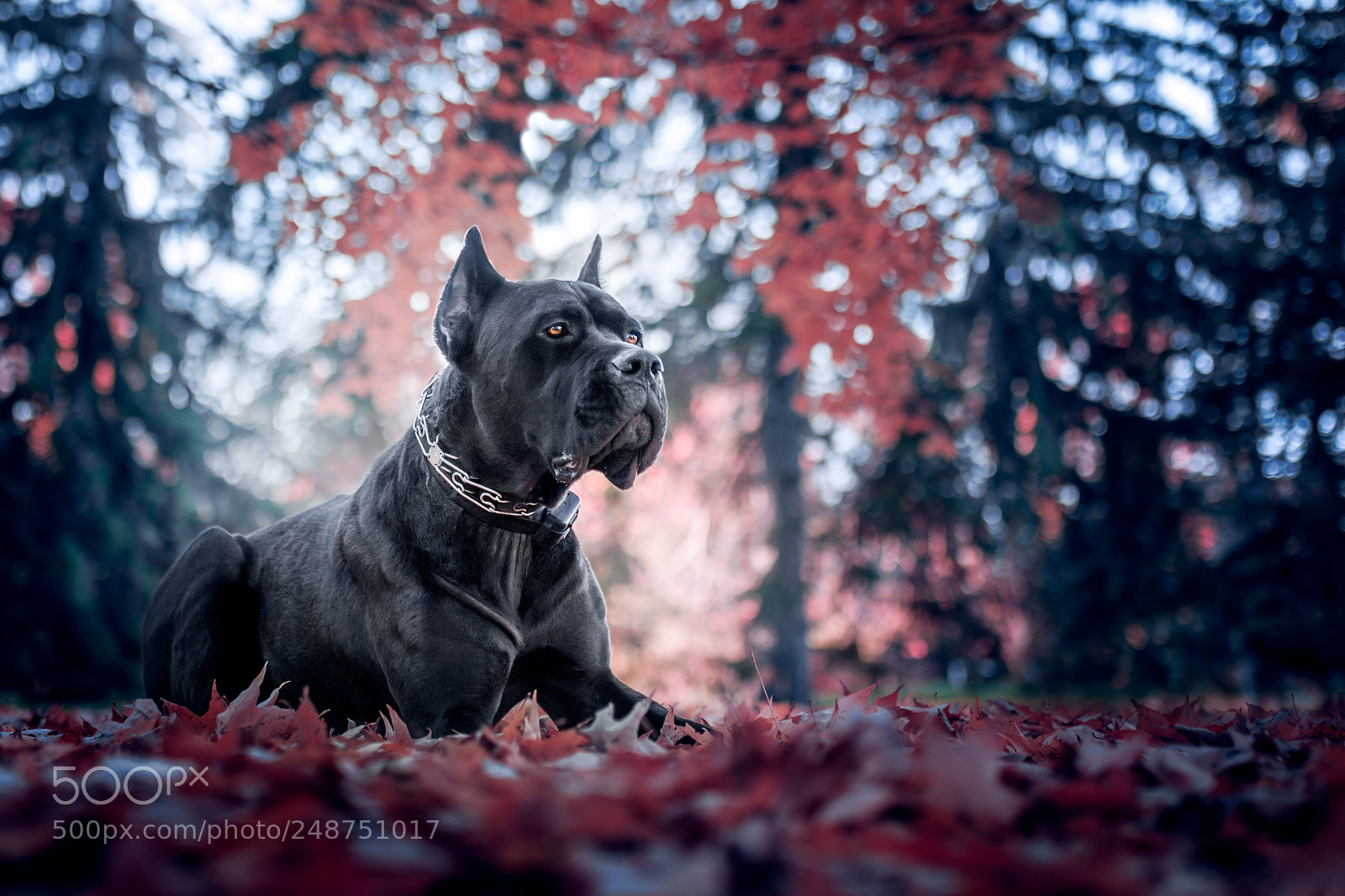 Canon EOS 7D Mark II sample photo. Onyx photography