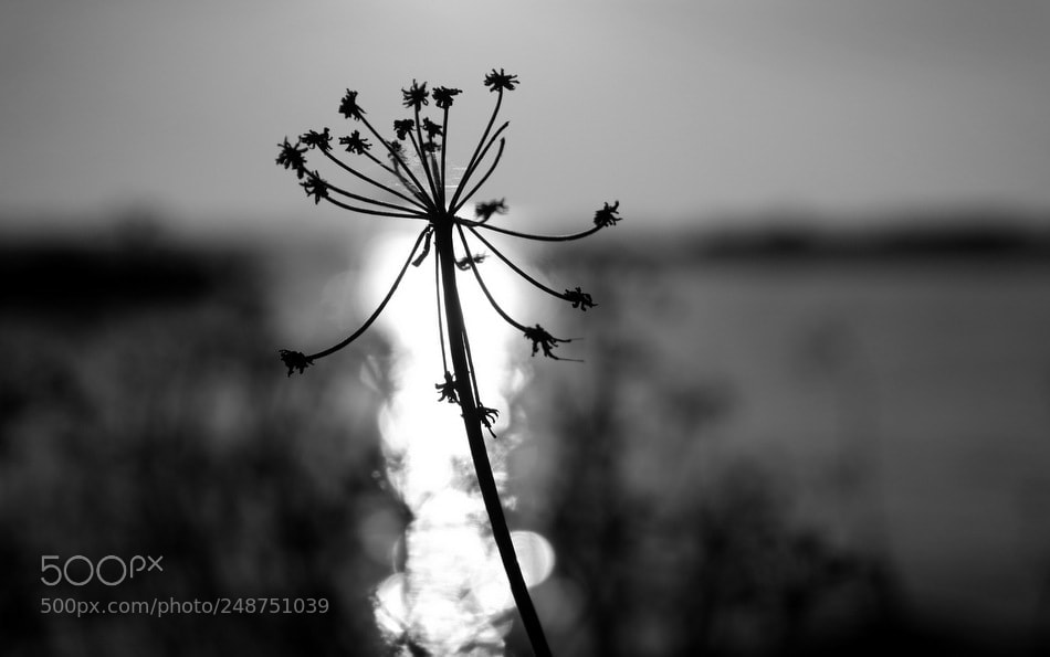 Samsung NX300 sample photo. ... photography