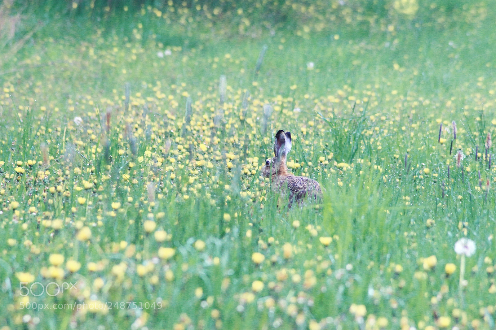 Canon EOS 650D (EOS Rebel T4i / EOS Kiss X6i) sample photo. Img photography