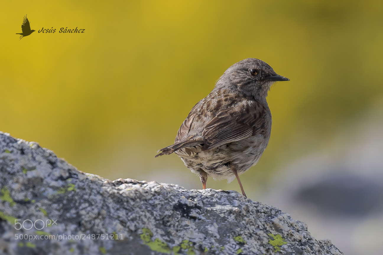 Canon EOS 7D Mark II sample photo. Acentor com n prunella photography