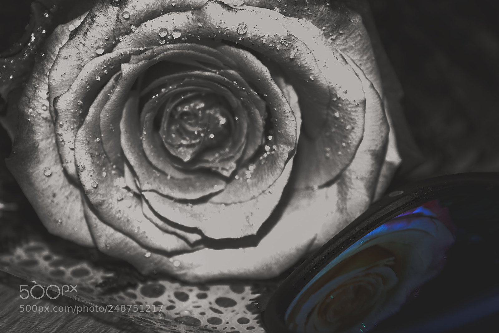 Nikon D5300 sample photo. Rose photography