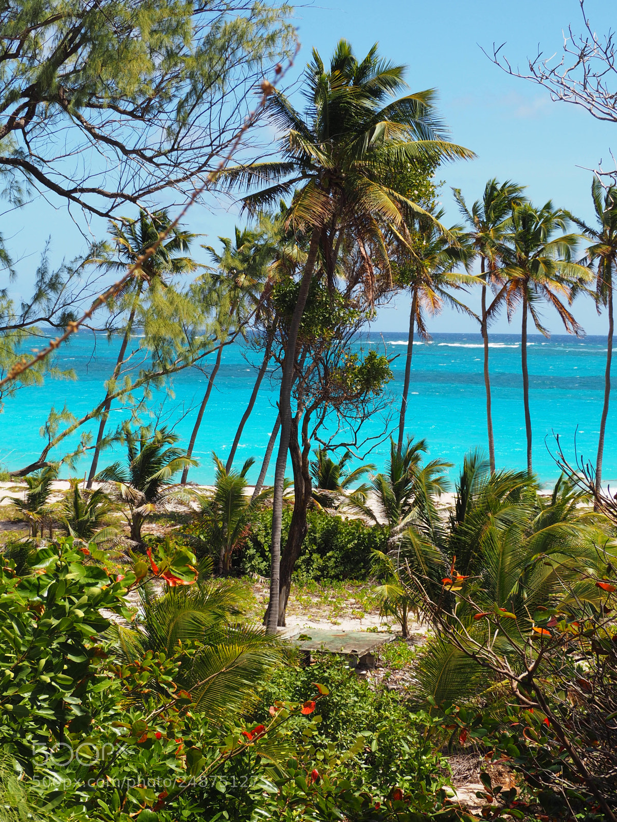 Olympus OM-D E-M10 II sample photo. The coconut grove! photography