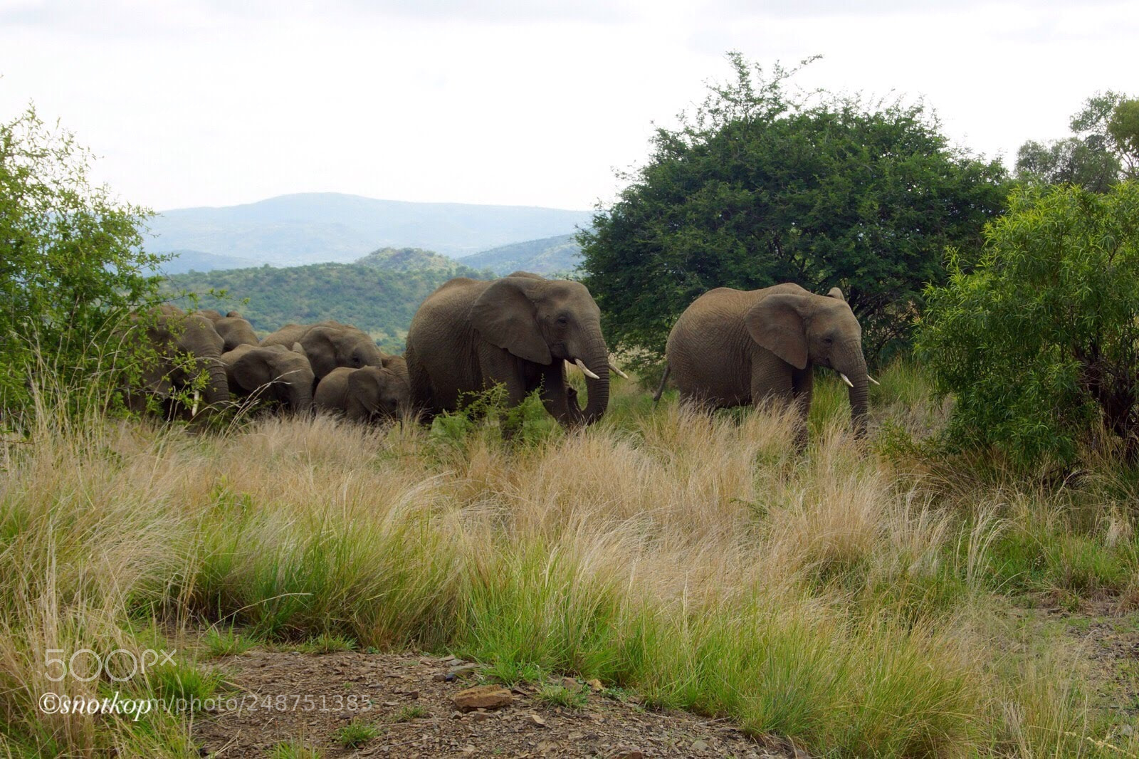 Sony SLT-A77 sample photo. Breeding herd on the photography