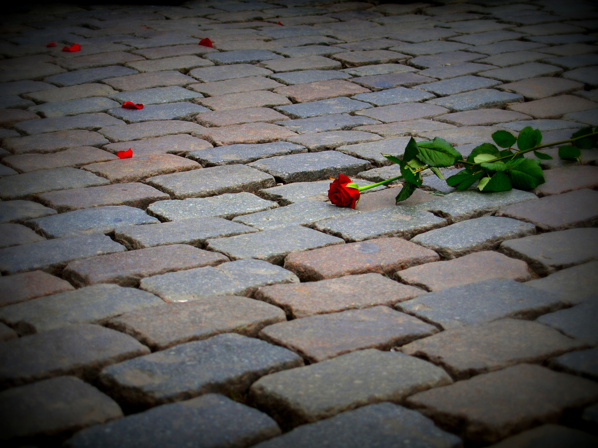 Olympus E-410 (EVOLT E-410) sample photo. Lost love photography