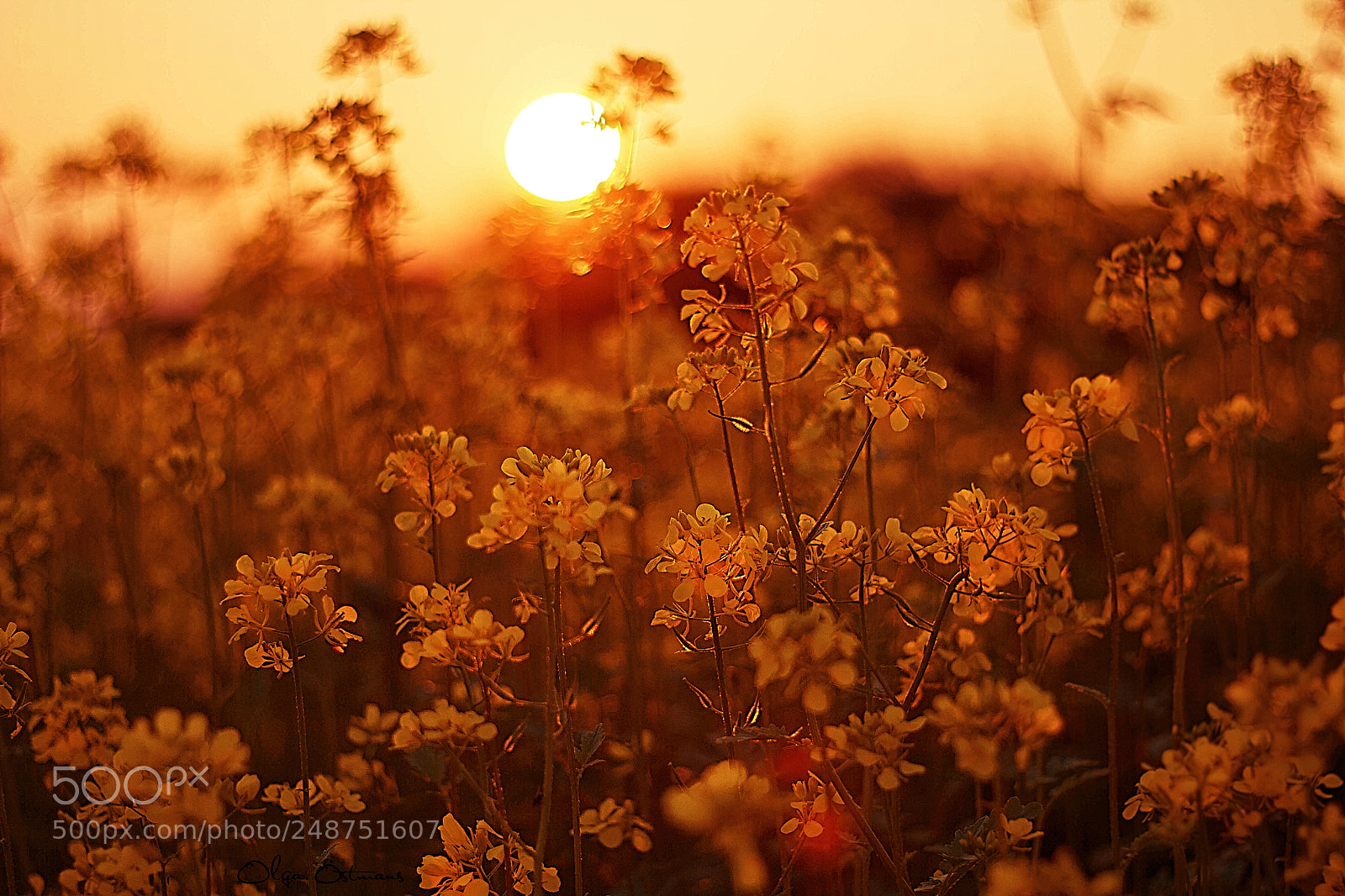 Canon EOS 550D (EOS Rebel T2i / EOS Kiss X4) sample photo. Golden hour photography