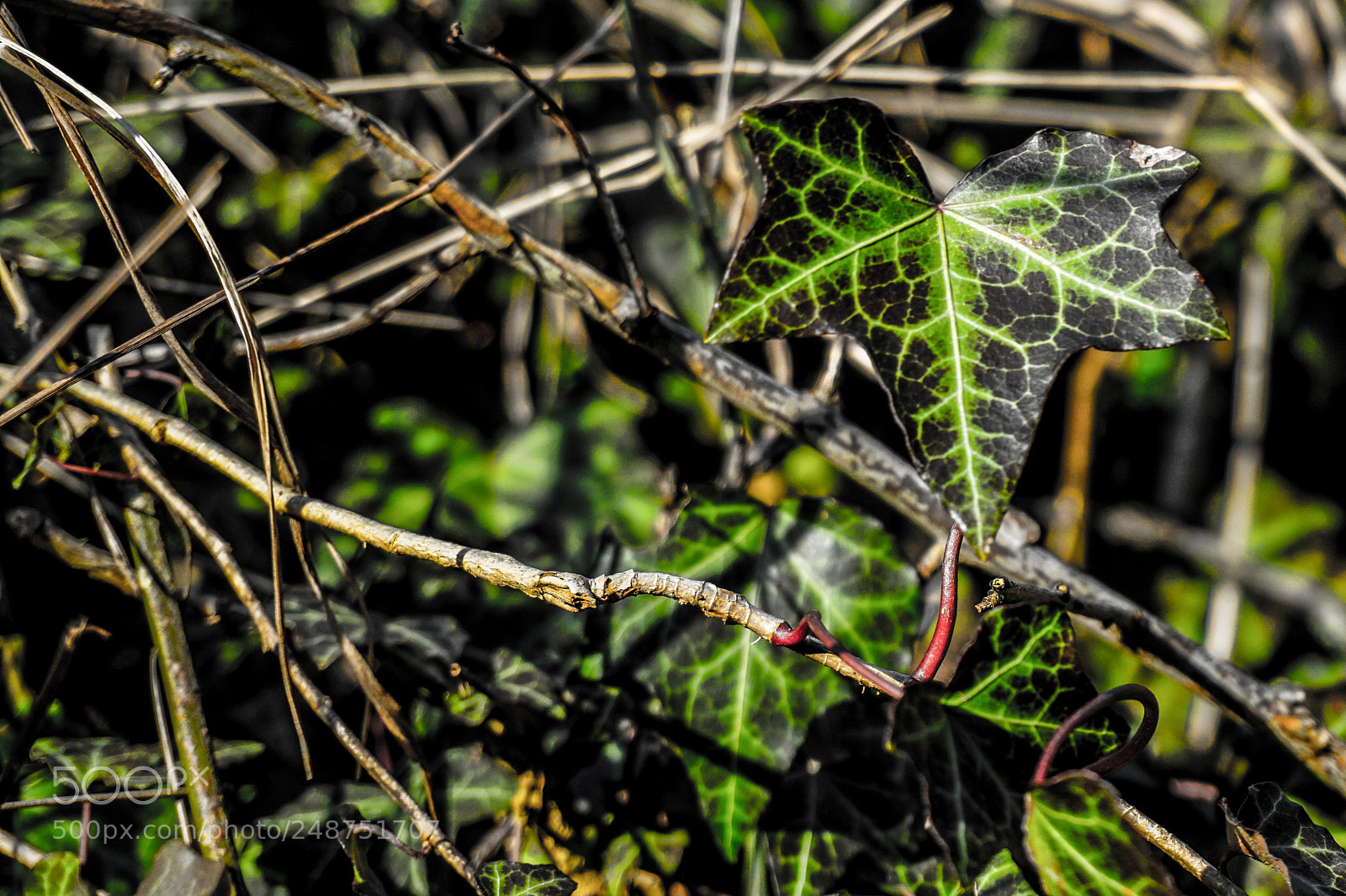 Sony a6000 sample photo. Green photography