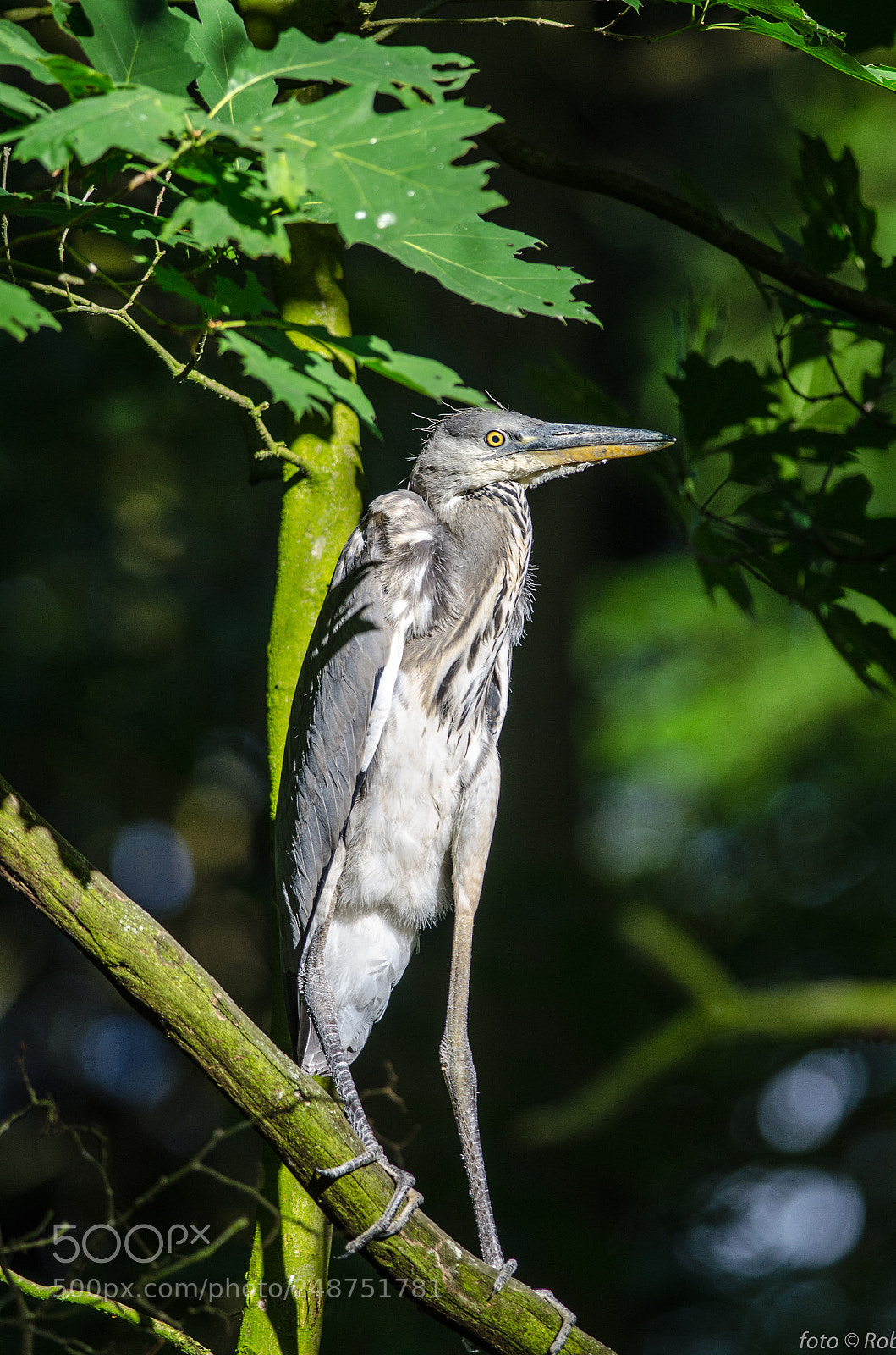 Nikon D7000 sample photo. Volavka popelavá (ardea cinerea) photography