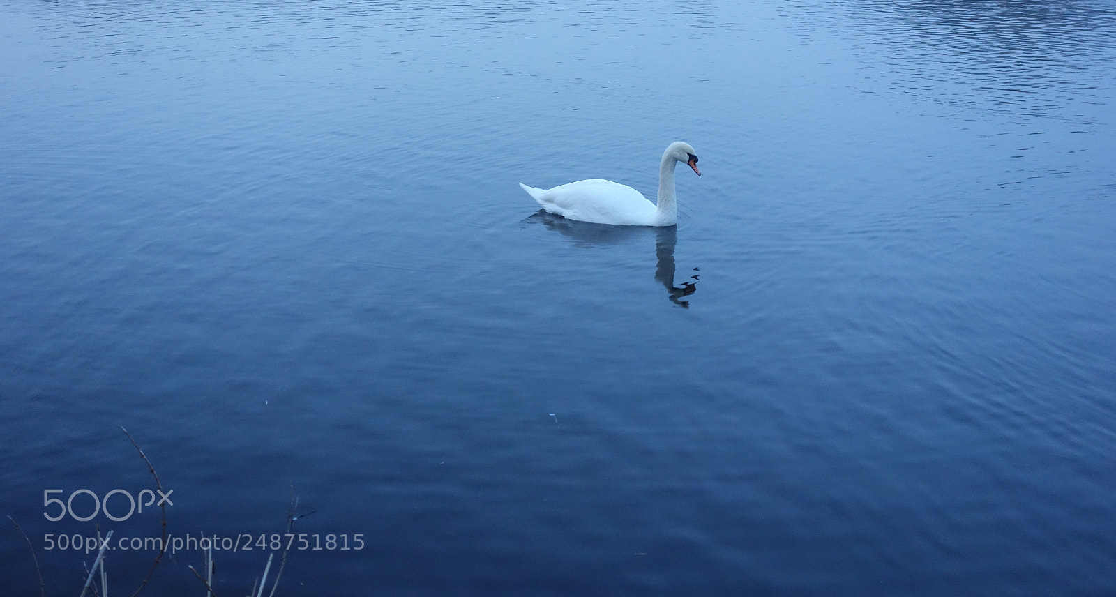Sony Cyber-shot DSC-RX100 sample photo. Swan lake photography