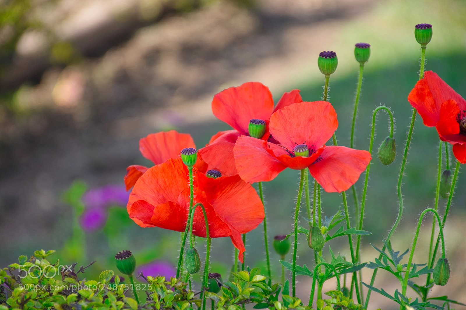 Nikon D7100 sample photo. Color of nature photography