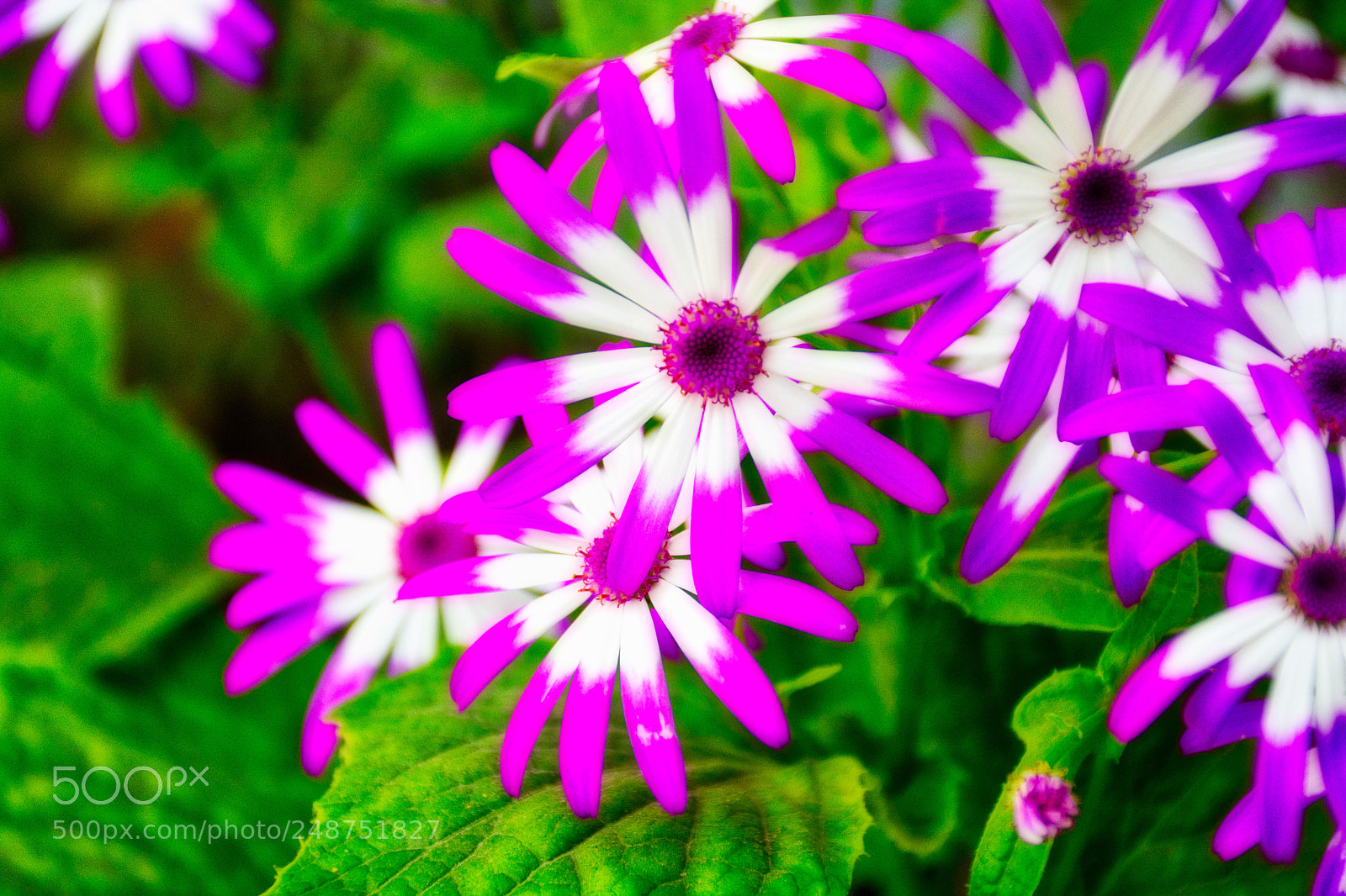 Nikon D7100 sample photo. Color of nature photography