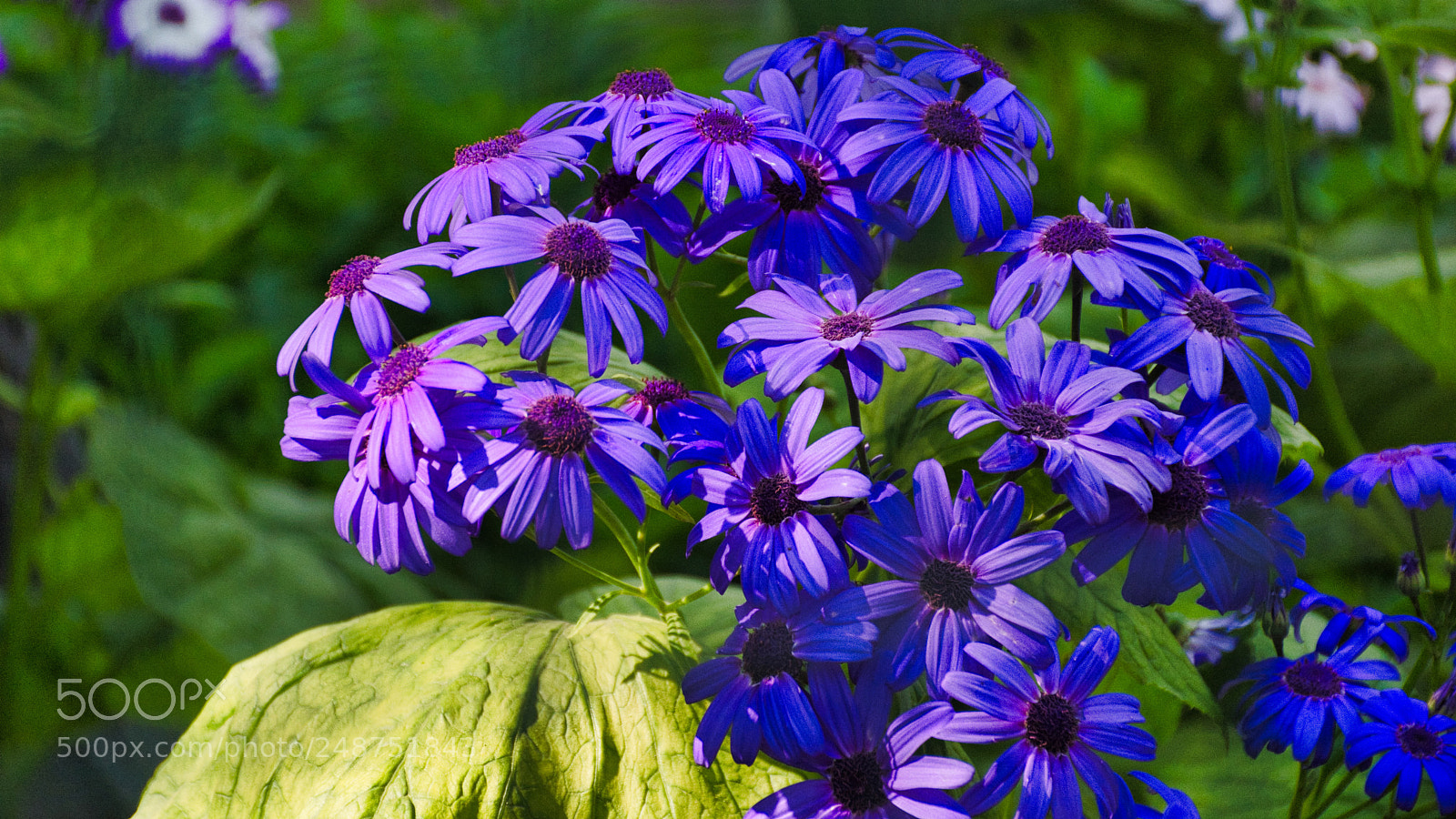 Nikon D7100 sample photo. Color of nature photography