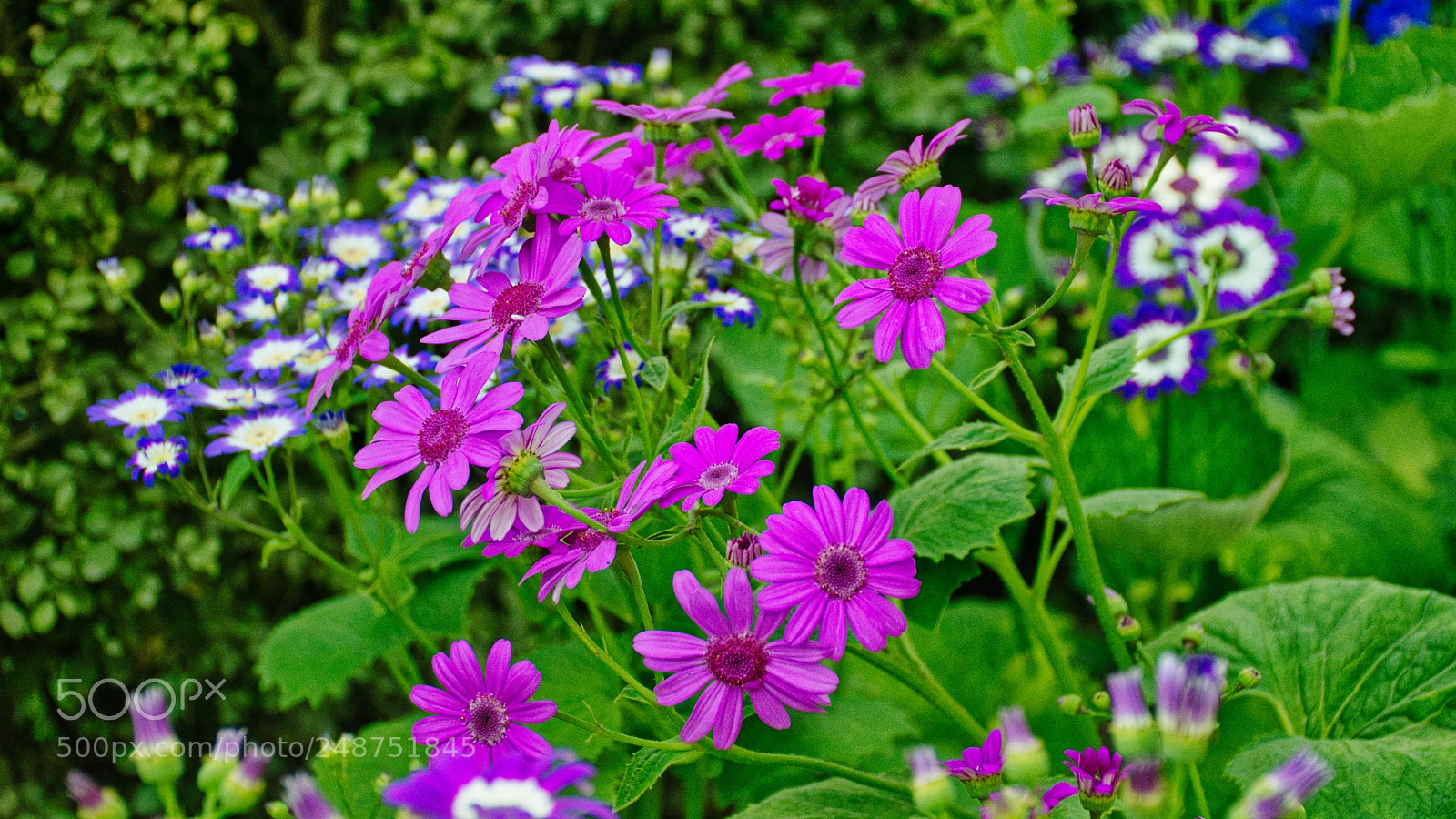 Nikon D7100 sample photo. Color of nature photography