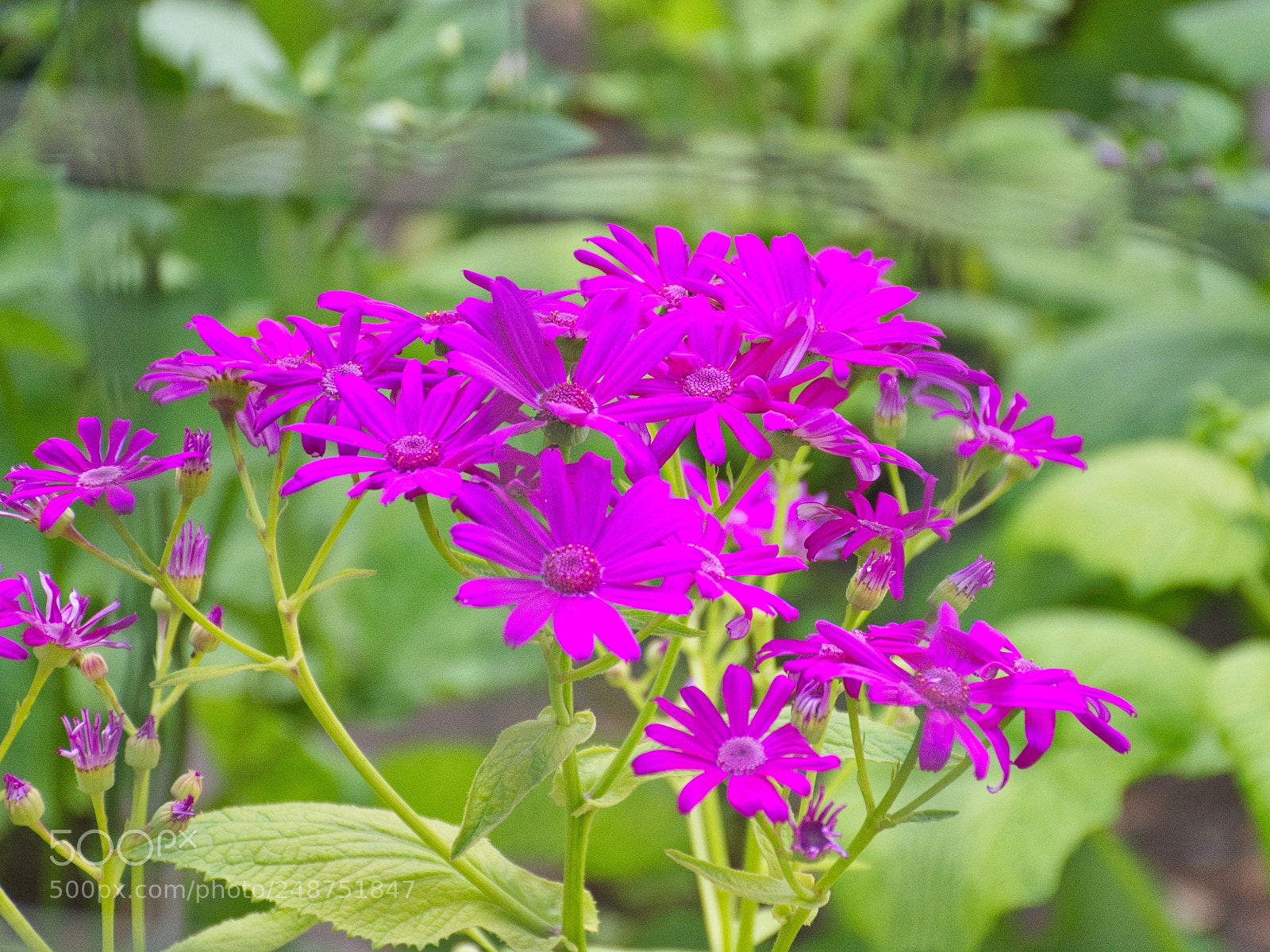 Nikon D7100 sample photo. Color of nature photography
