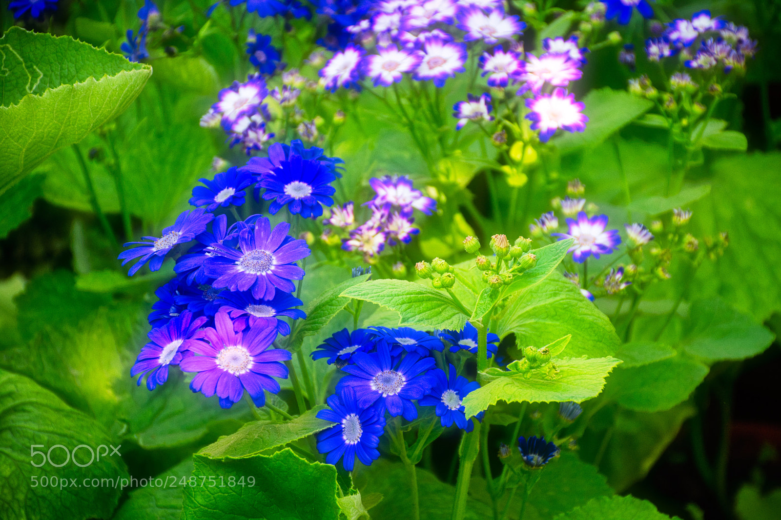 Nikon D7100 sample photo. Color of nature photography