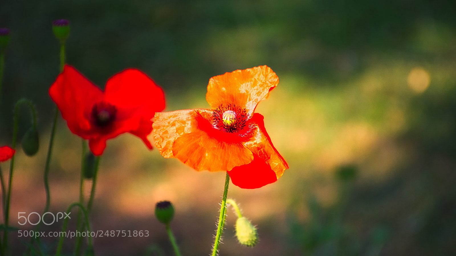 Nikon D7100 sample photo. Color of nature photography