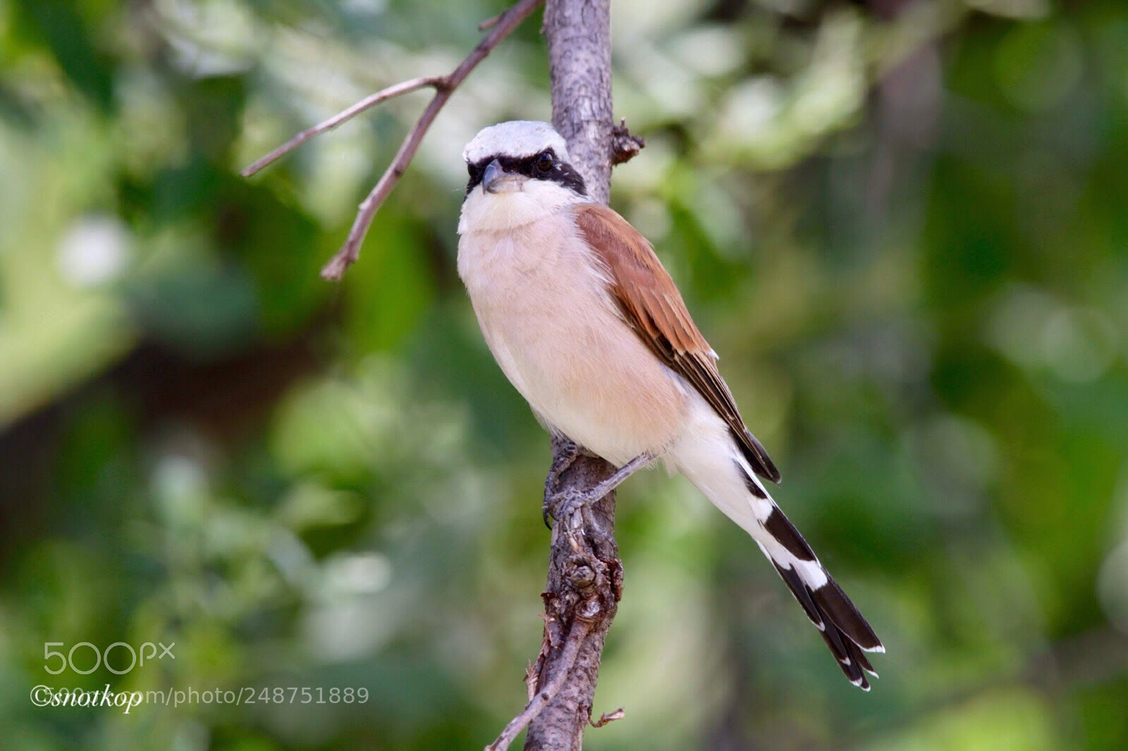 Canon EOS 7D sample photo. Red backed shrike photography