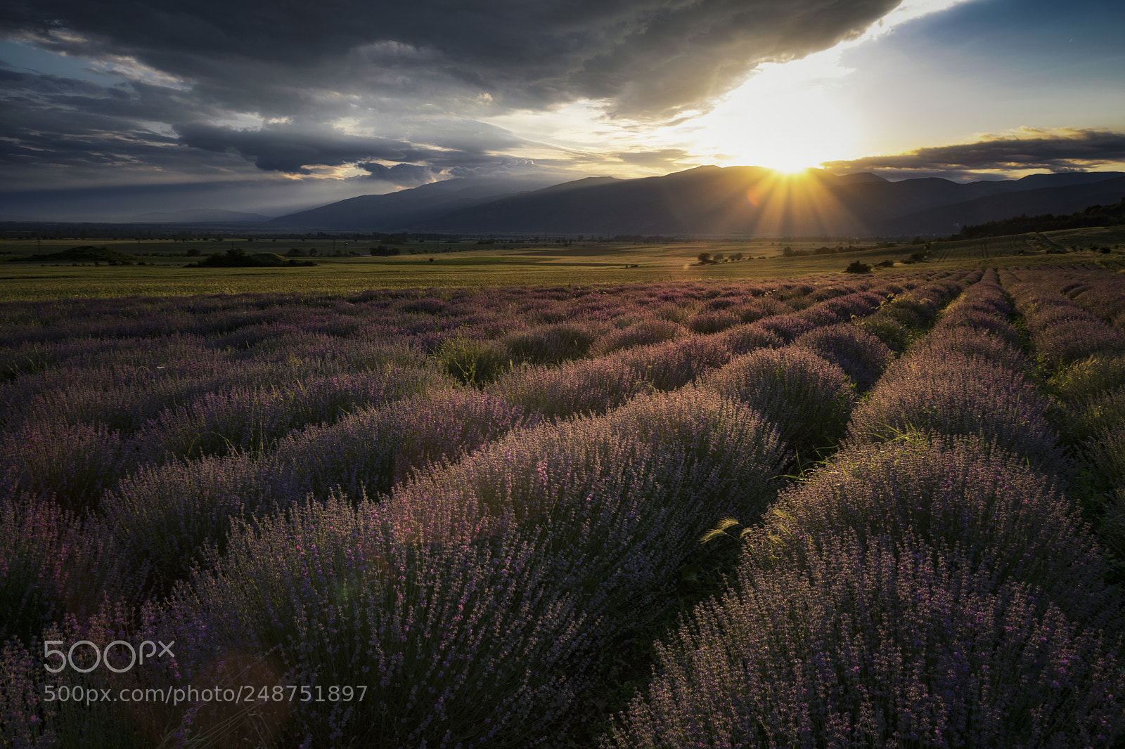 Nikon D5300 sample photo. Lavender photography