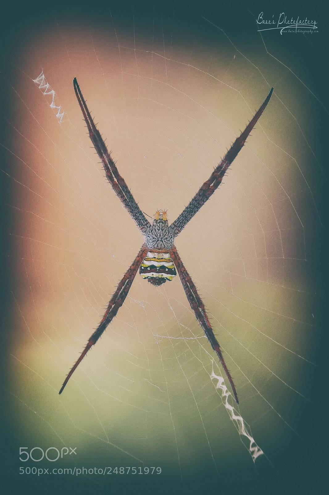 Nikon D810 sample photo. The signature spider photography