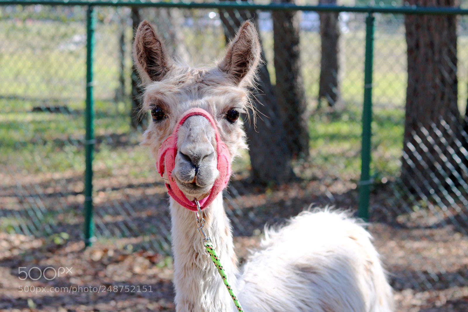 Canon EOS 750D (EOS Rebel T6i / EOS Kiss X8i) sample photo. Usf preschool for creative photography