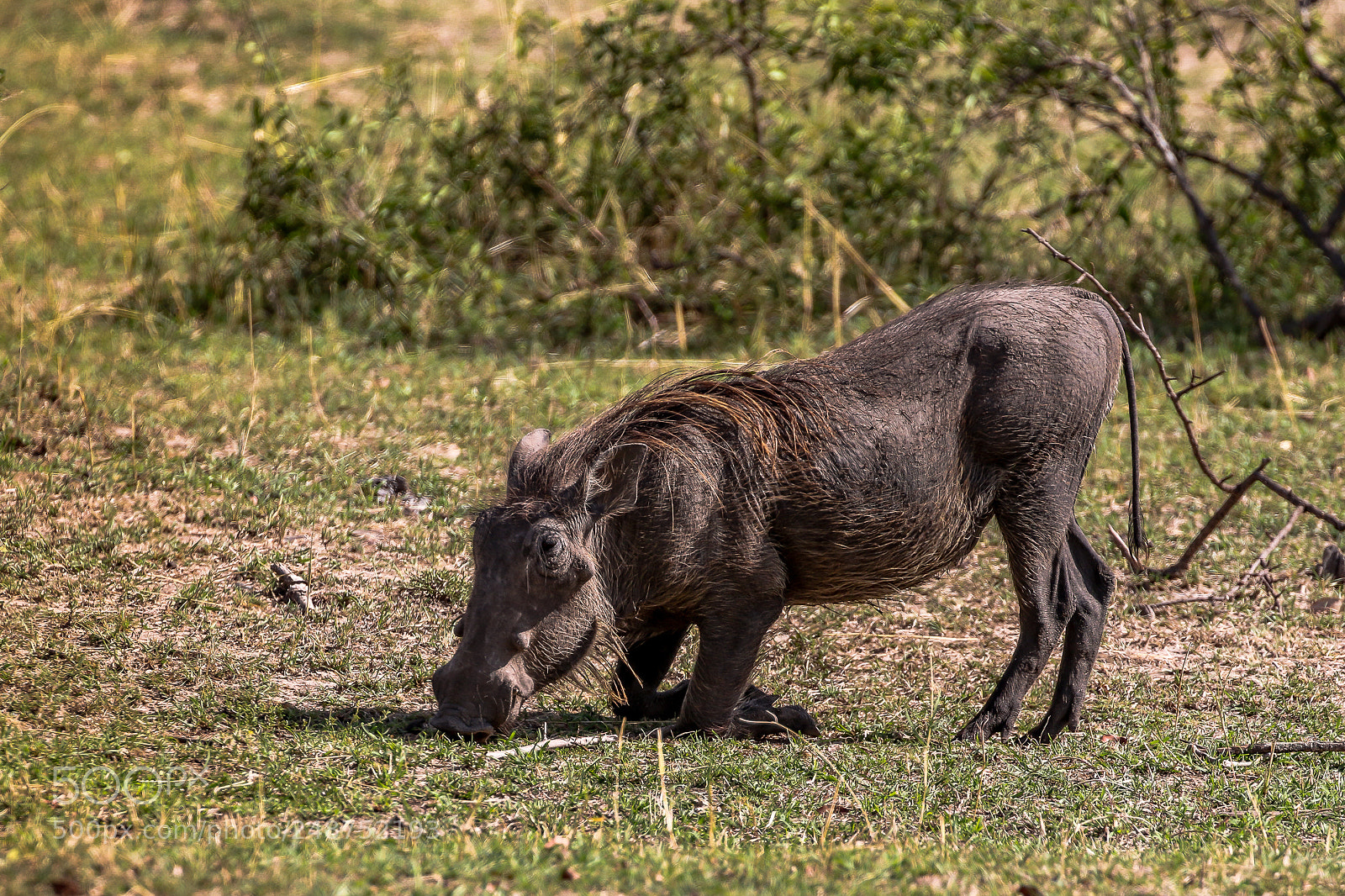 Canon EOS 7D Mark II sample photo. Warthog photography