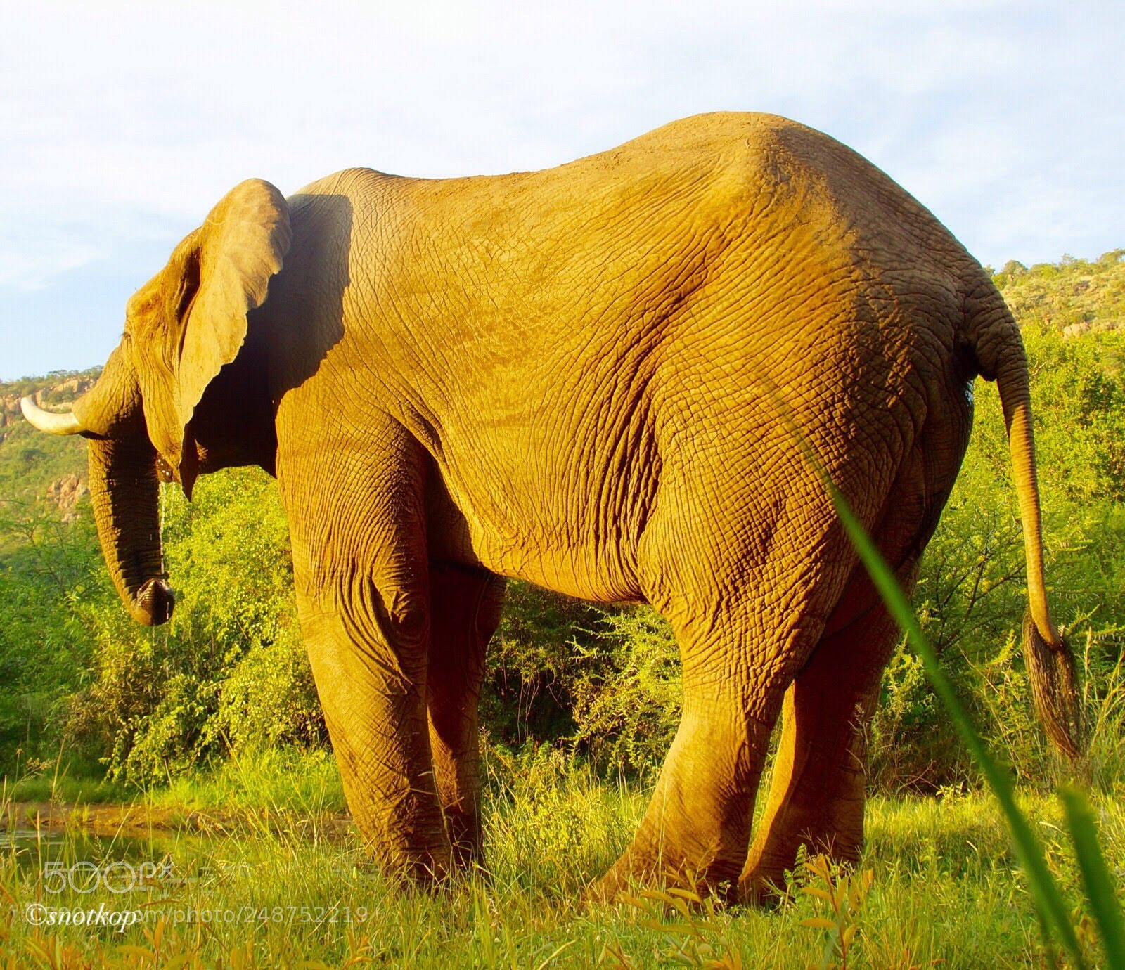 Sony SLT-A77 sample photo. Patchyderm photography