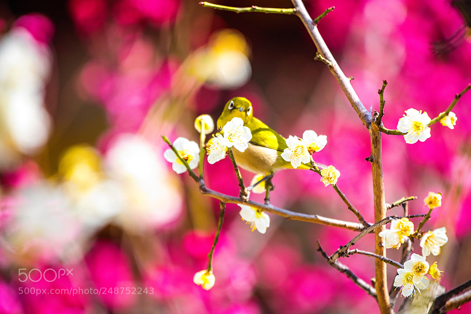 Canon EOS 5DS R sample photo. Springtime photography