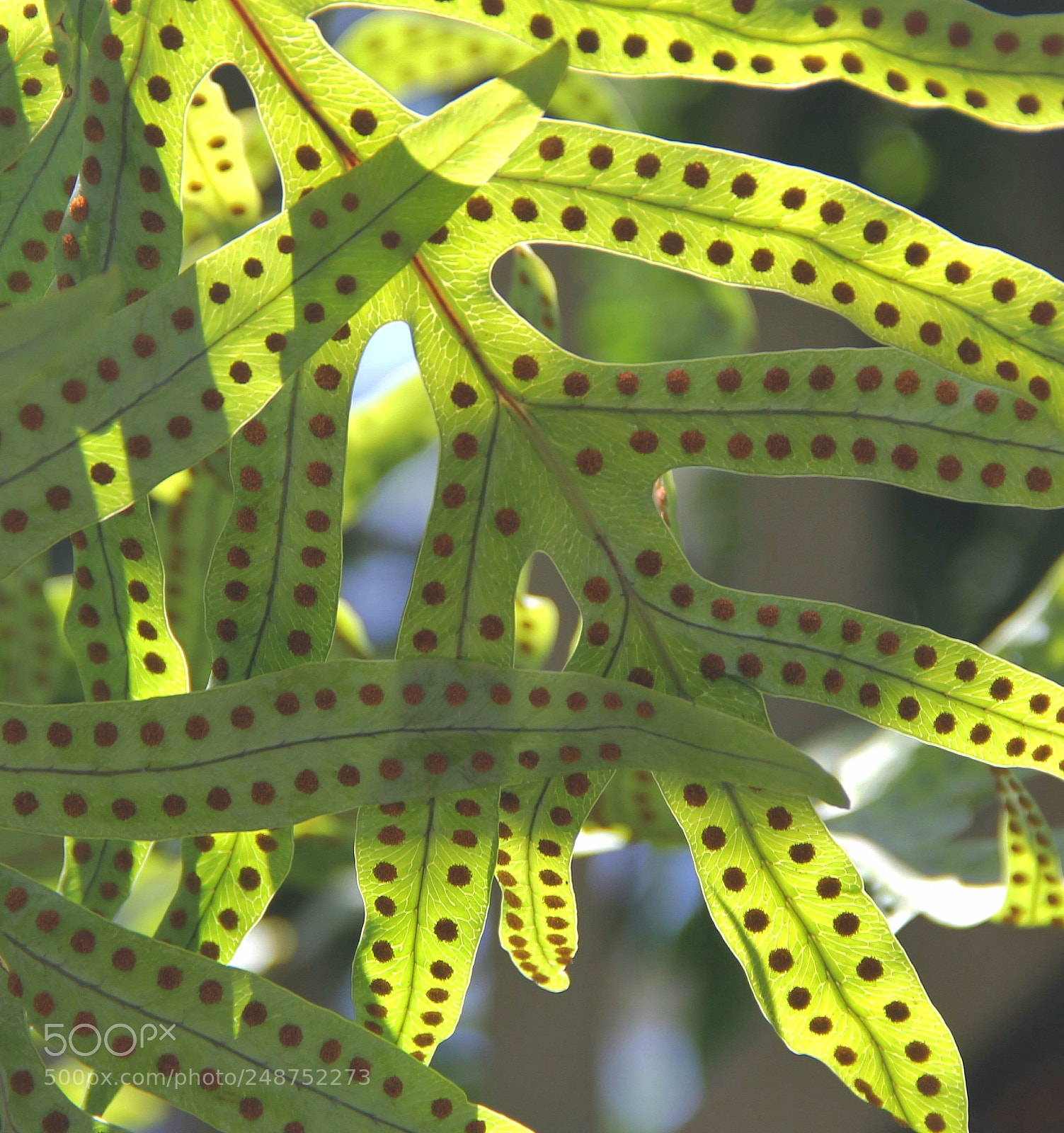 Canon EOS 60D sample photo. Leafy spots and such photography