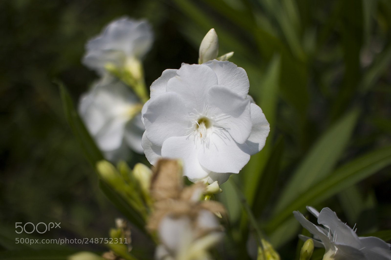 Canon EOS 600D (Rebel EOS T3i / EOS Kiss X5) sample photo. White flower photography
