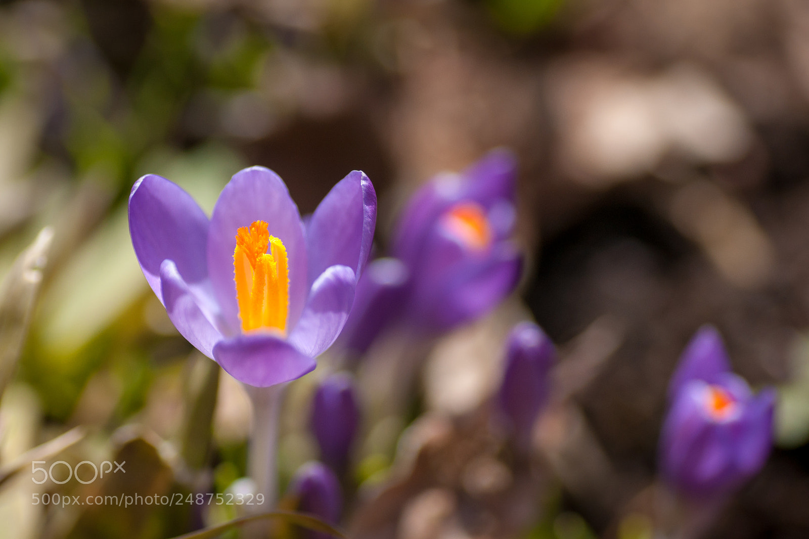 Sony Alpha DSLR-A700 sample photo. März photography
