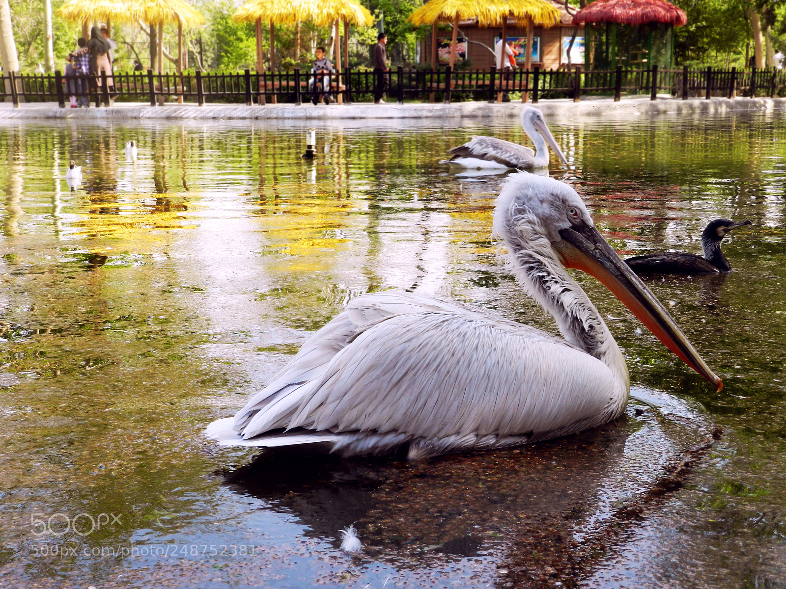 Nikon Coolpix P500 sample photo. The handsome pelican photography