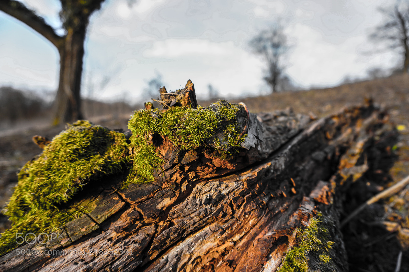Sony a6000 sample photo. Wood photography