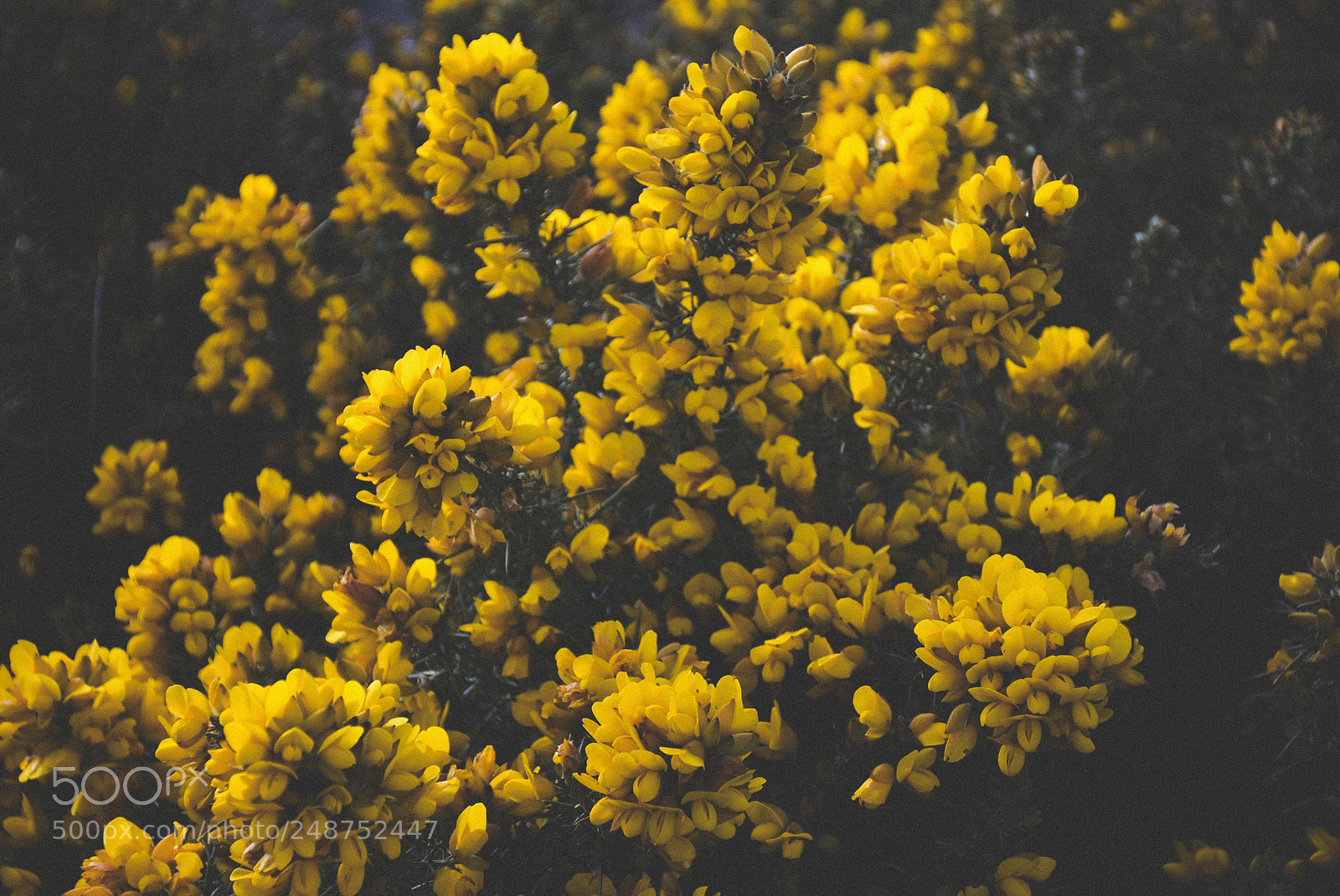 Nikon D7200 sample photo. Flowers in the dirt photography