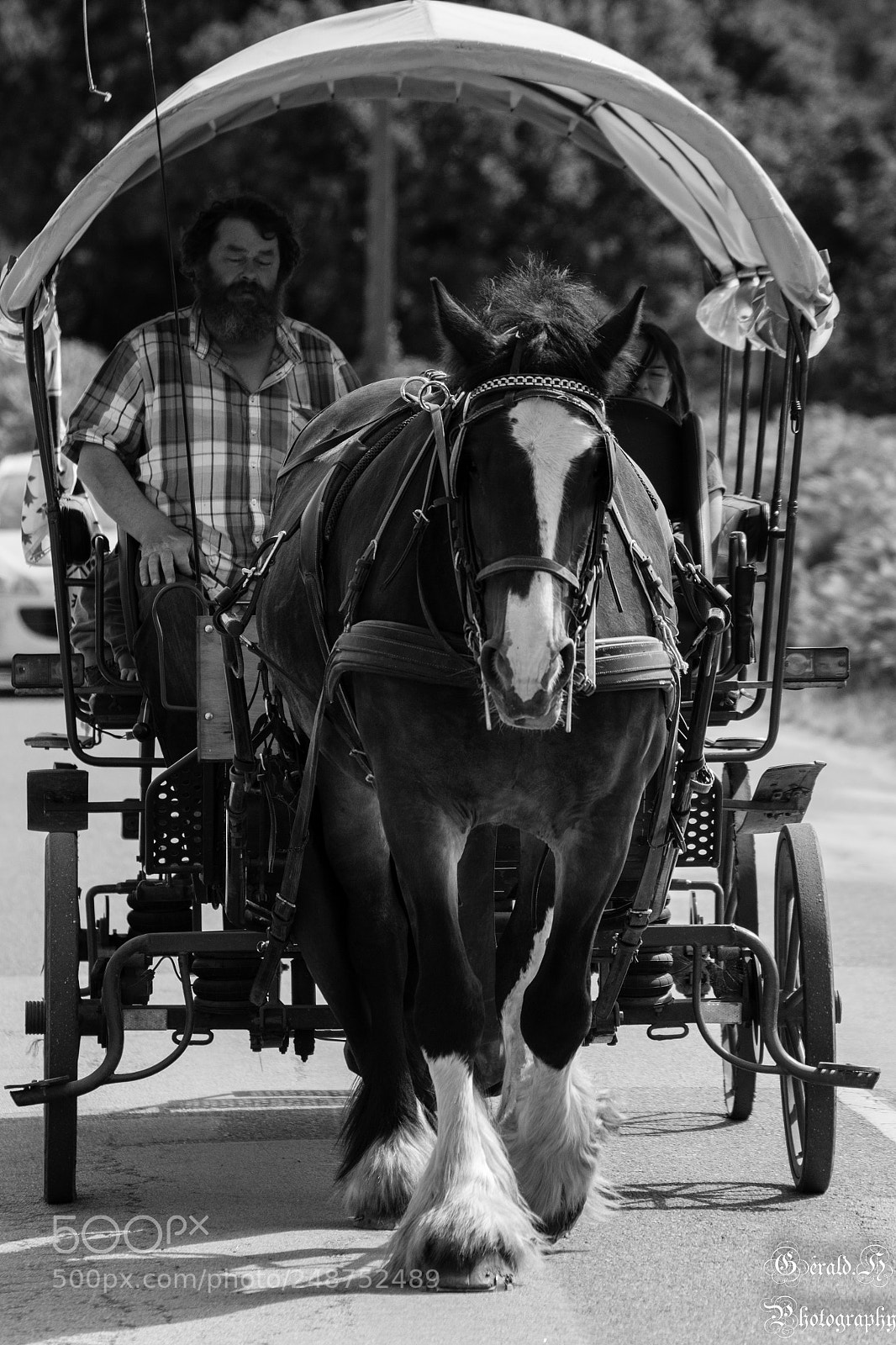 Nikon D3100 sample photo. A cheval photography