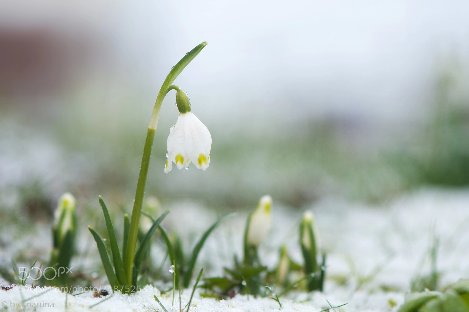 Nikon D300S sample photo. Spring snowflake photography