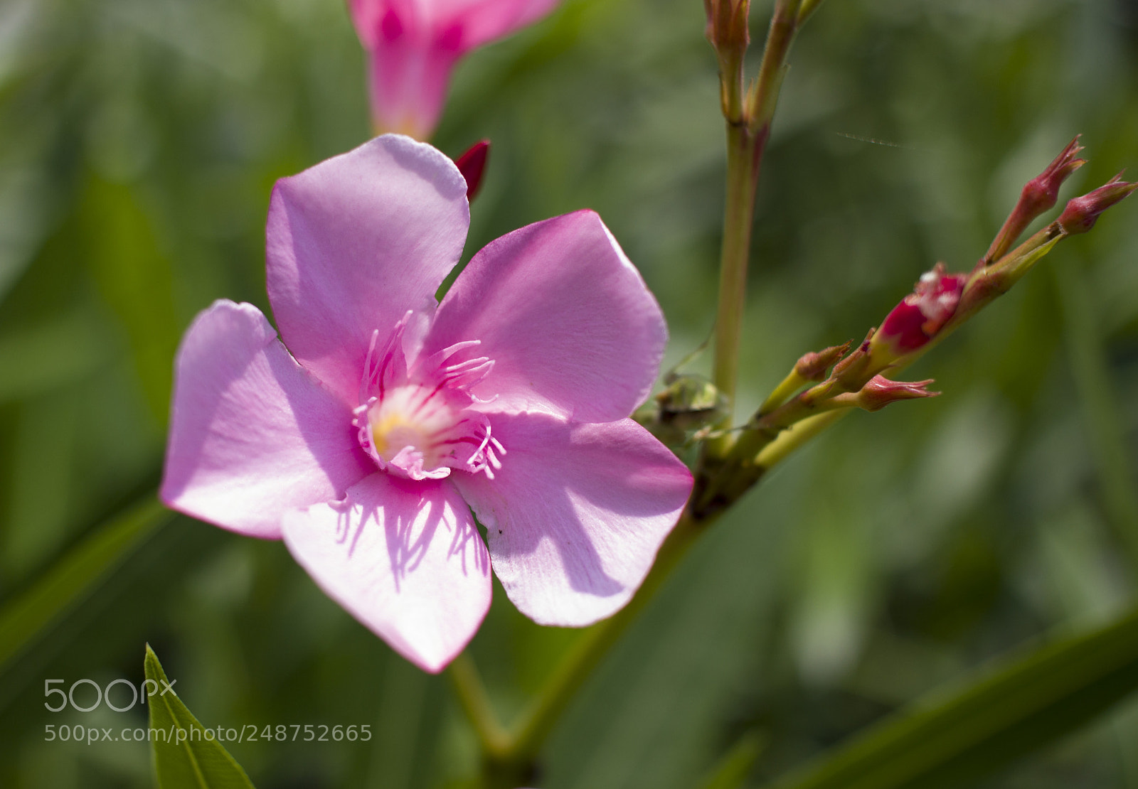 Canon EOS 600D (Rebel EOS T3i / EOS Kiss X5) sample photo. Flower photography
