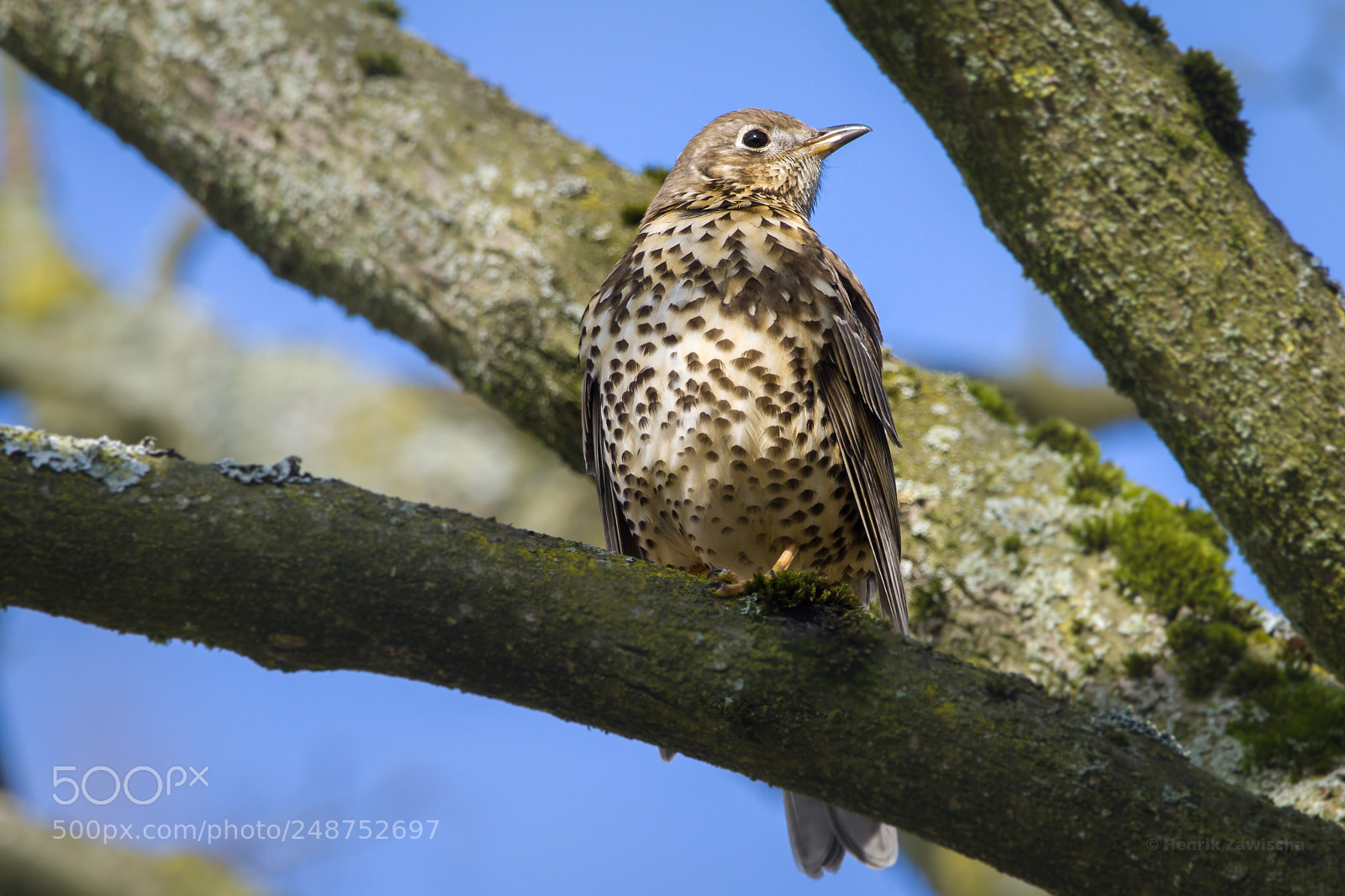 Canon EOS 7D sample photo. Fieldfare photography