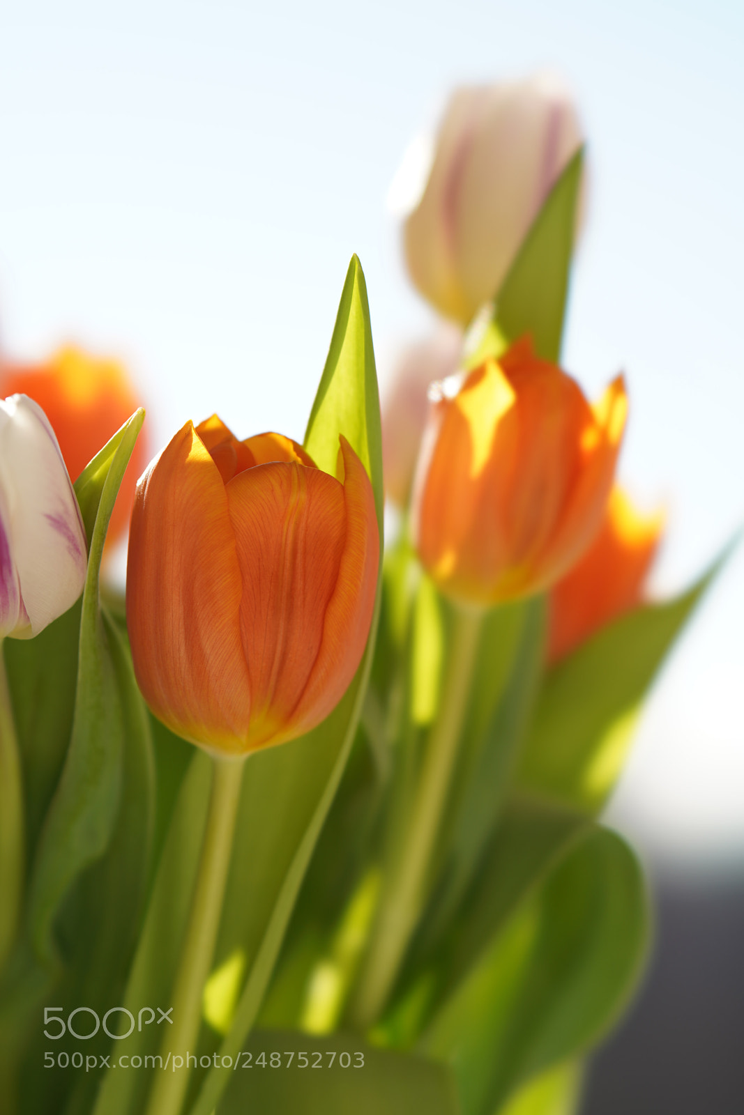 Sony a7R III sample photo. Orange and white tulips photography