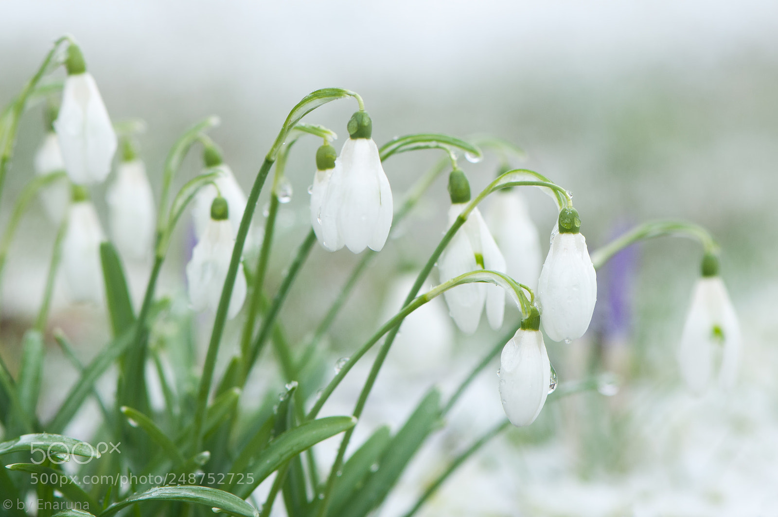 Nikon D300S sample photo. Snowdrops on a winter photography