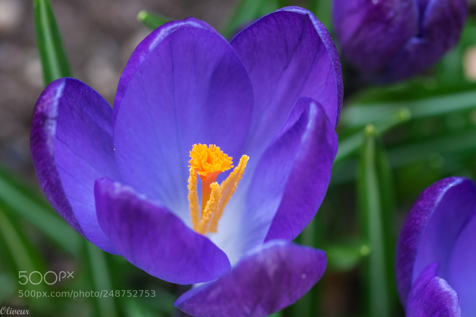 Sony ILCA-77M2 sample photo. Crocus photography