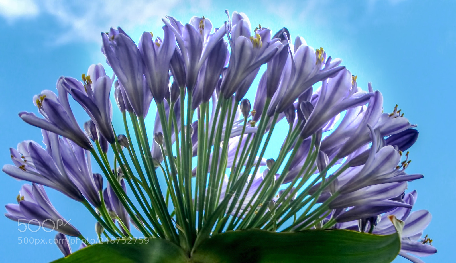 Canon EOS 650D (EOS Rebel T4i / EOS Kiss X6i) sample photo. Agapanthus photography