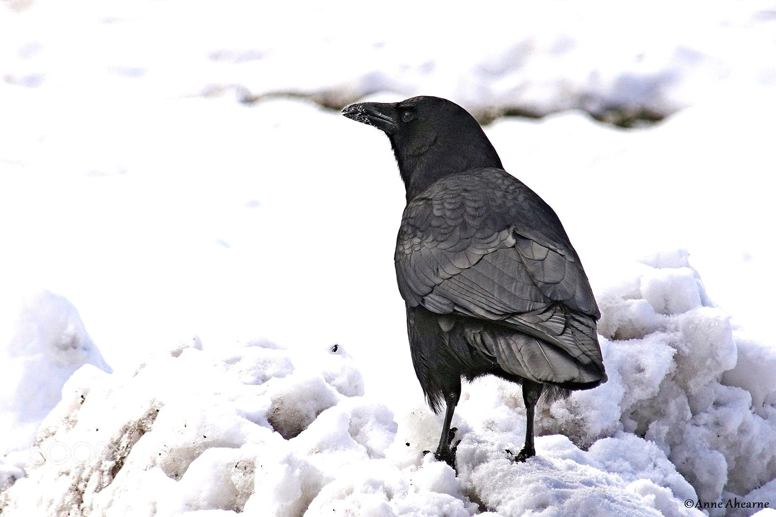 Sony ILCA-77M2 sample photo. American crow photography